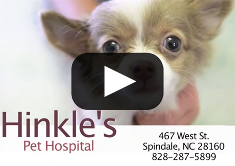 Carousel Slide 2: Learn more about Hinkle's Pet Hospital